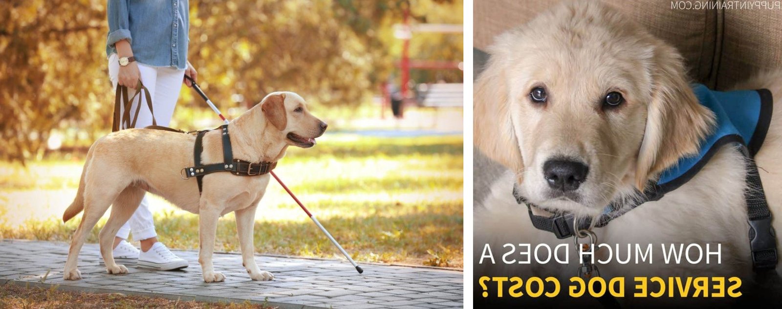 how much does a service dog cost