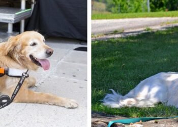 how much does a service dog cost