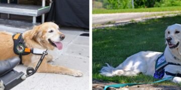 how much does a service dog cost