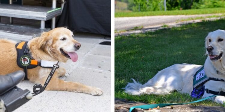 how much does a service dog cost