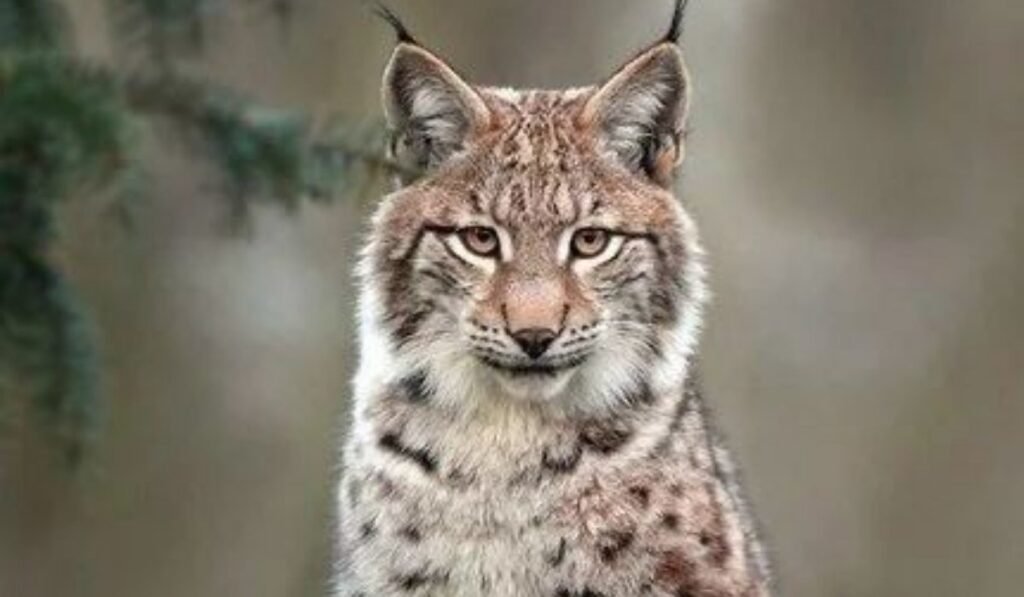 helheim lynx face