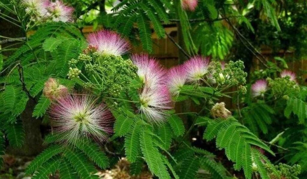 mimosa hostilis