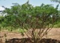 mimosa hostilis