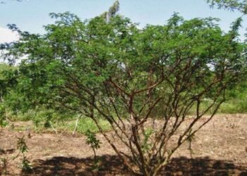 mimosa hostilis