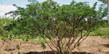 mimosa hostilis
