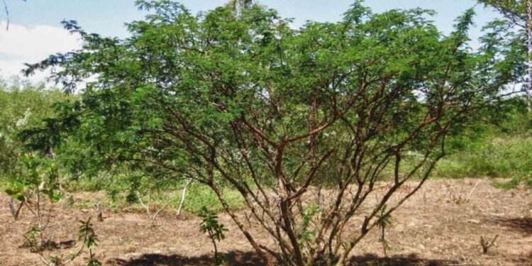 mimosa hostilis