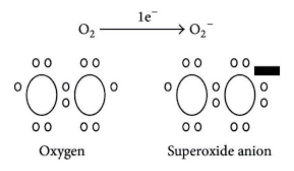 superoxide