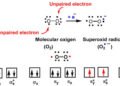 superoxide