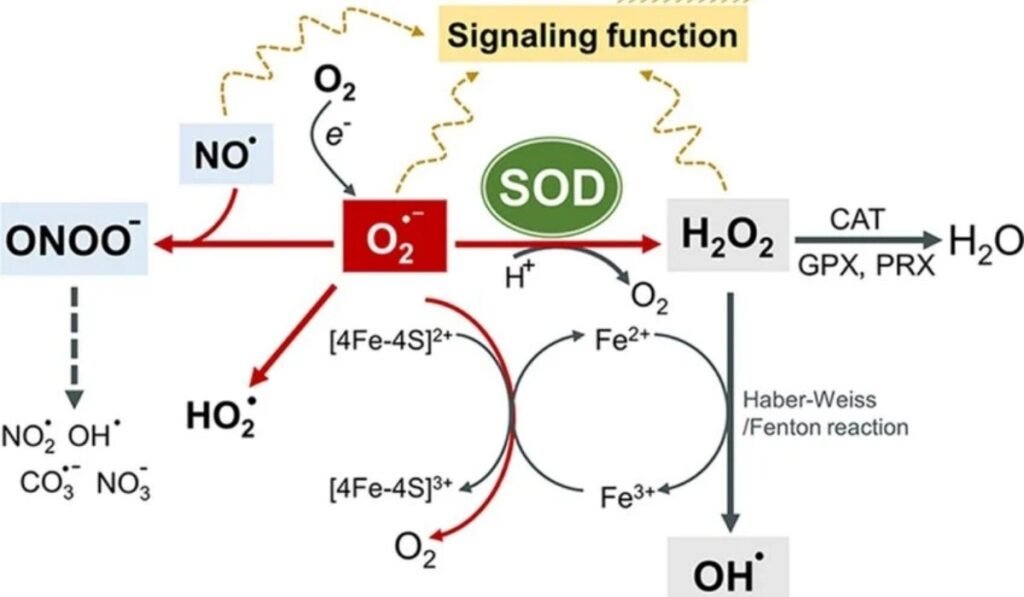 superoxide