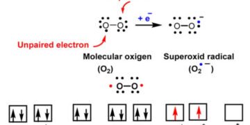 superoxide