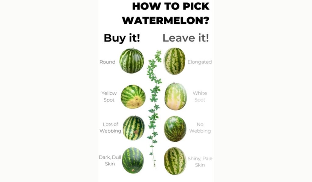Choose Watermelon