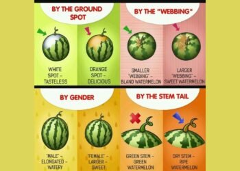 Choose Watermelon