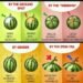 Choose Watermelon