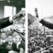 Martin Luther King